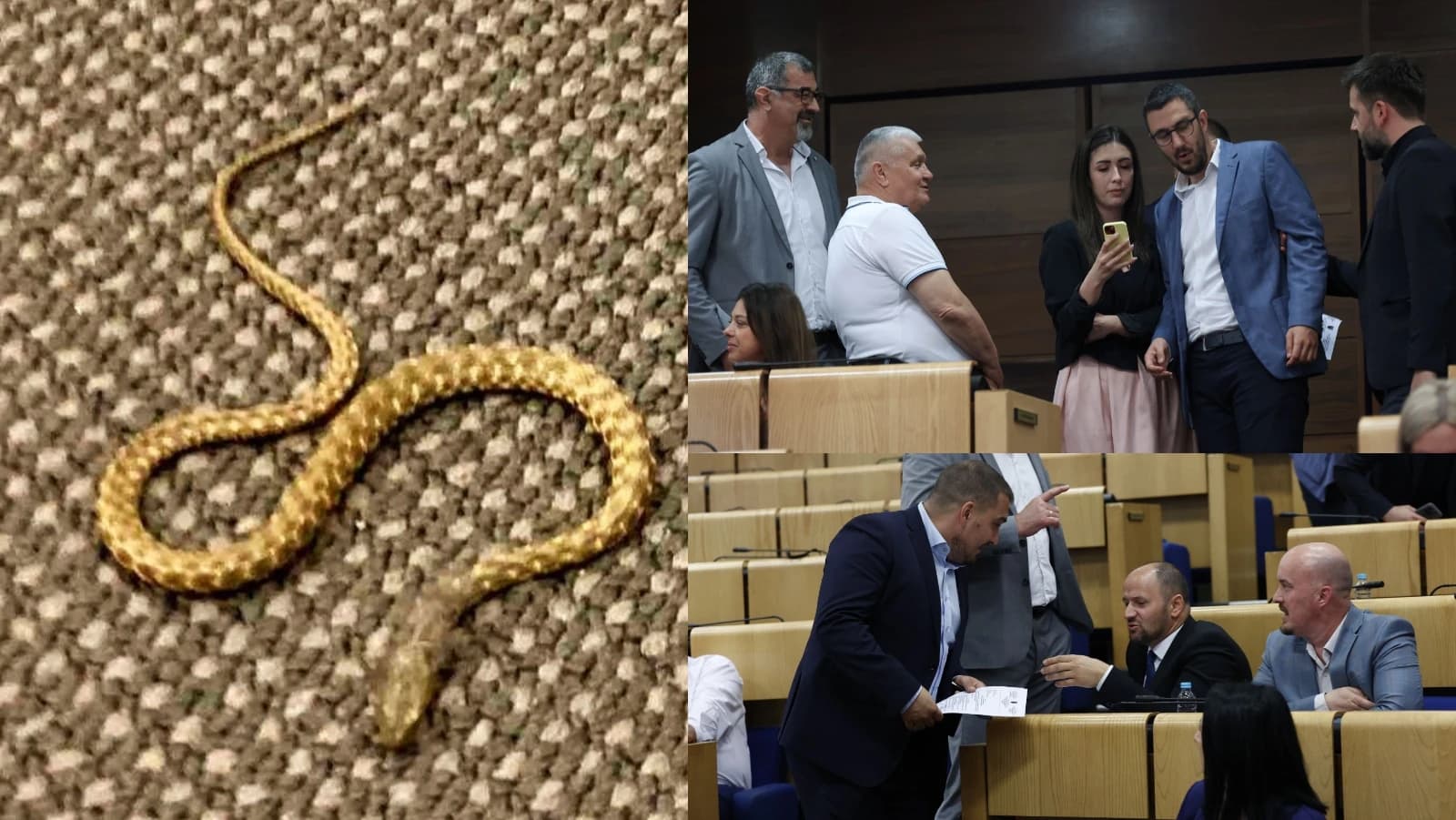 Zmija se pojavila u sali pred početak sjednice