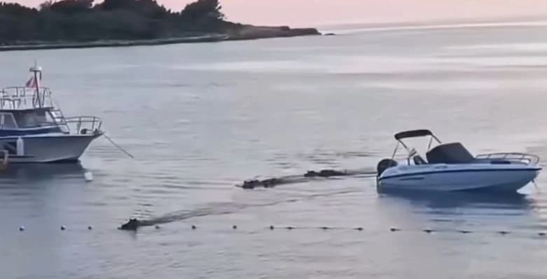 Nakon što su se dokopale obale, divlje svinje nastavile su svoj put dalje