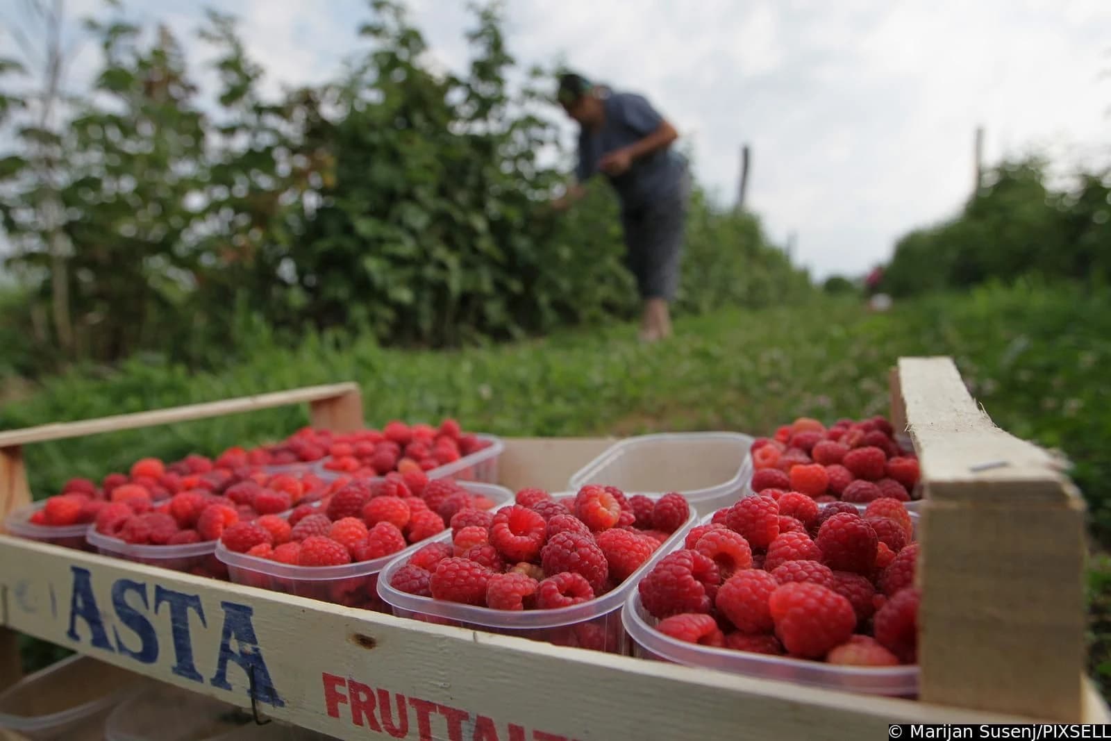 Blizu 60 posto maline u USK uništila suša: Gubici su ogromni, postavlja se pitanje ima li smisla proizvoditi