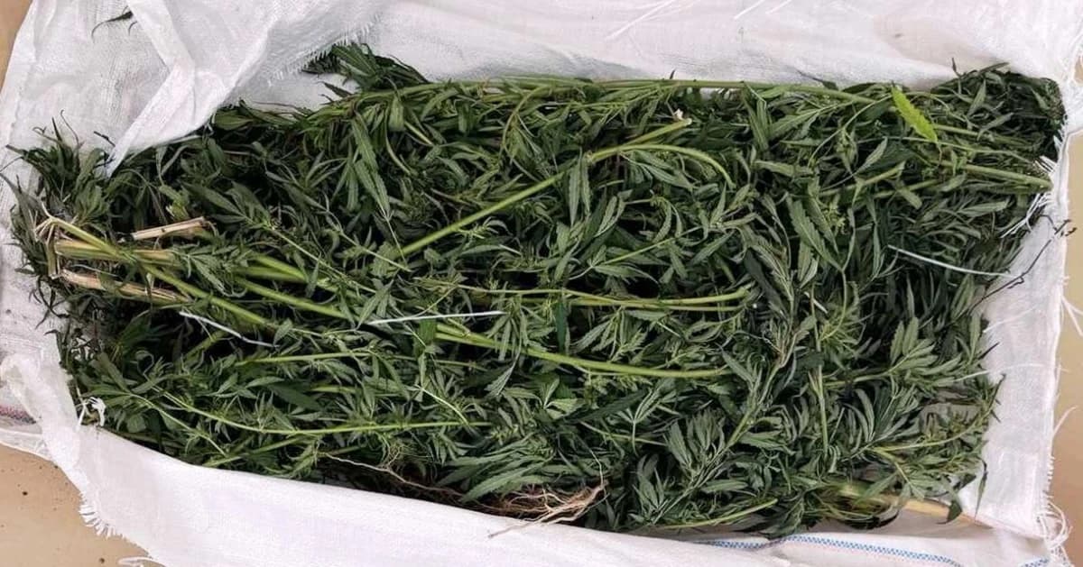 Zaplijenja marihuana