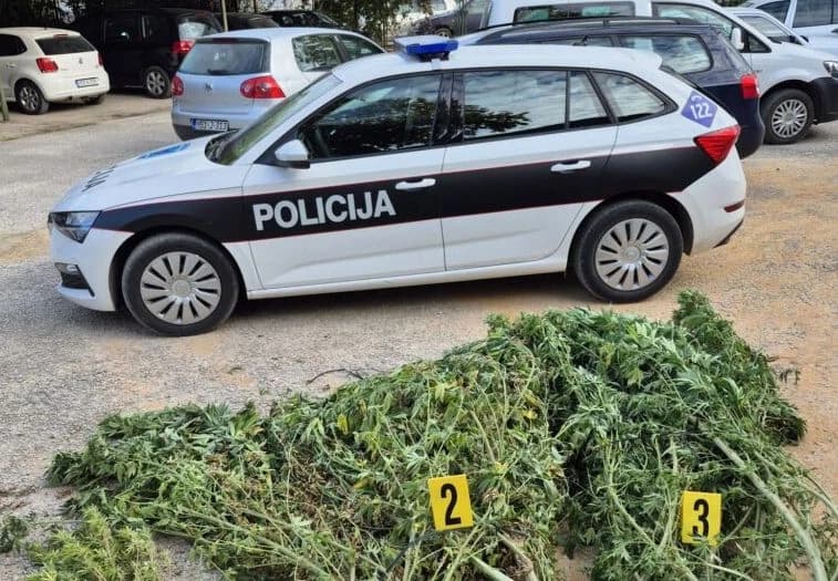 U plasteniku u Čitluku nađeno 50 kilograma marihuane, uhapšen muškarac