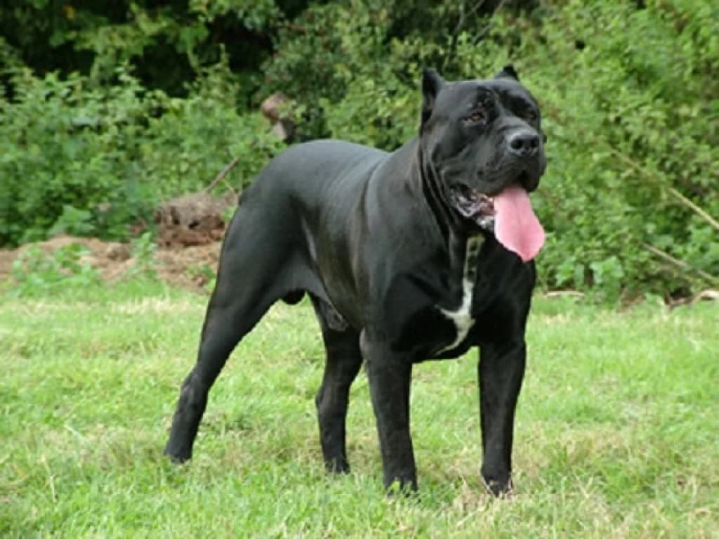 CANE CORSO