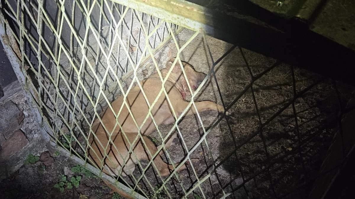 U Derventi uhapšeni organizatori ilegalnih borbi pasa, zatečeno više od 80 osoba iz regije