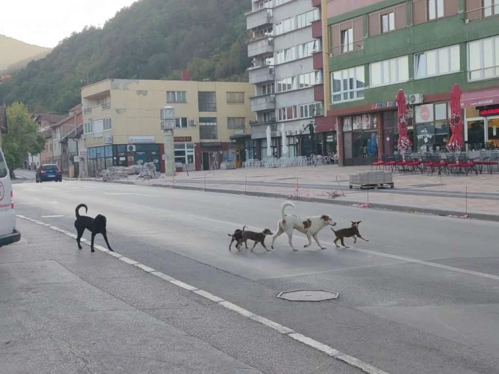 Gradsko vijeće Goražda traži da se problem pasa lutalica riješi u roku 48 sati