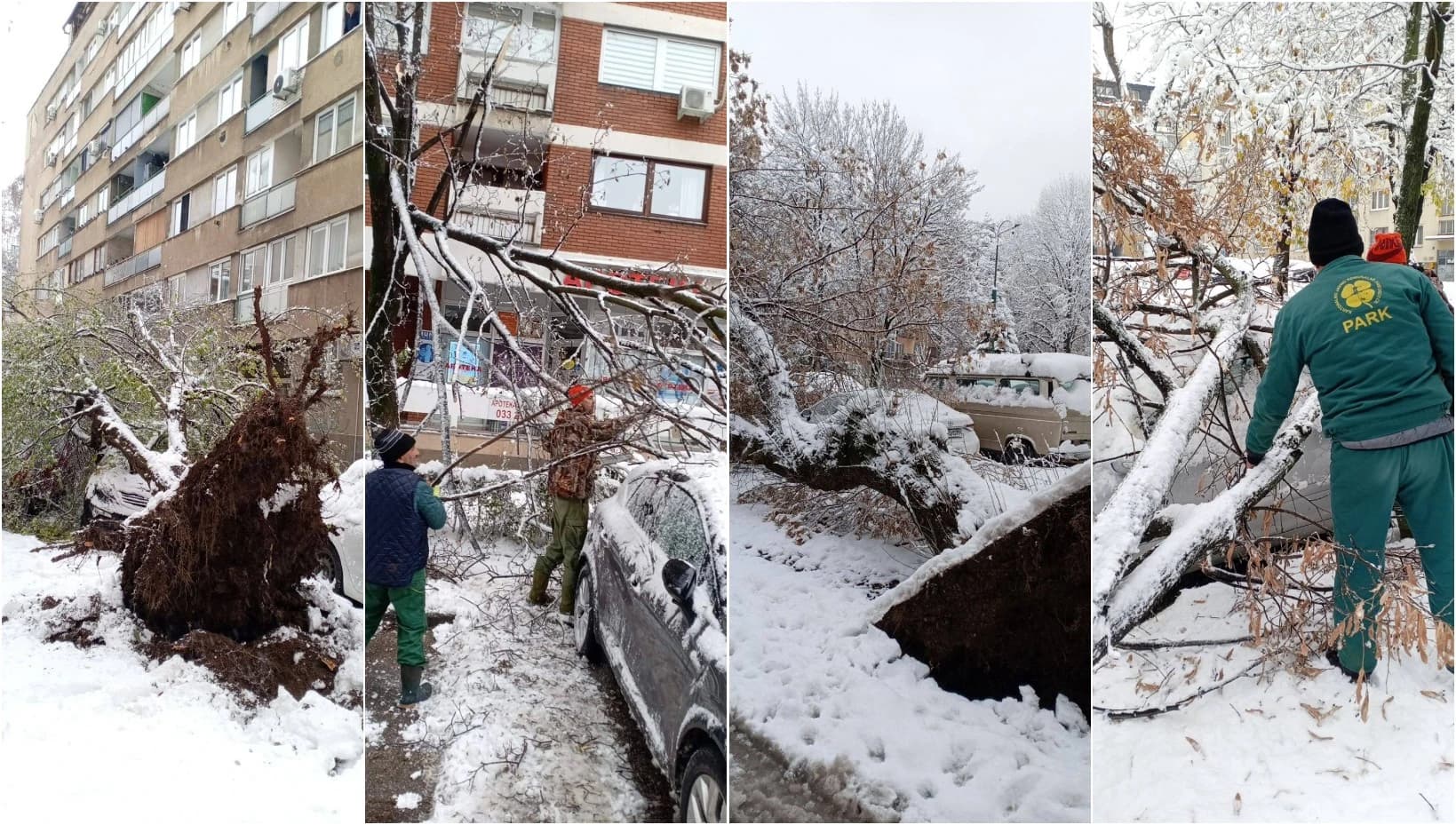 Drveće na Grbavici palo na auta; KJKP Park: Nije bila naređena sječa, pazite gdje se krećete i parkirate
