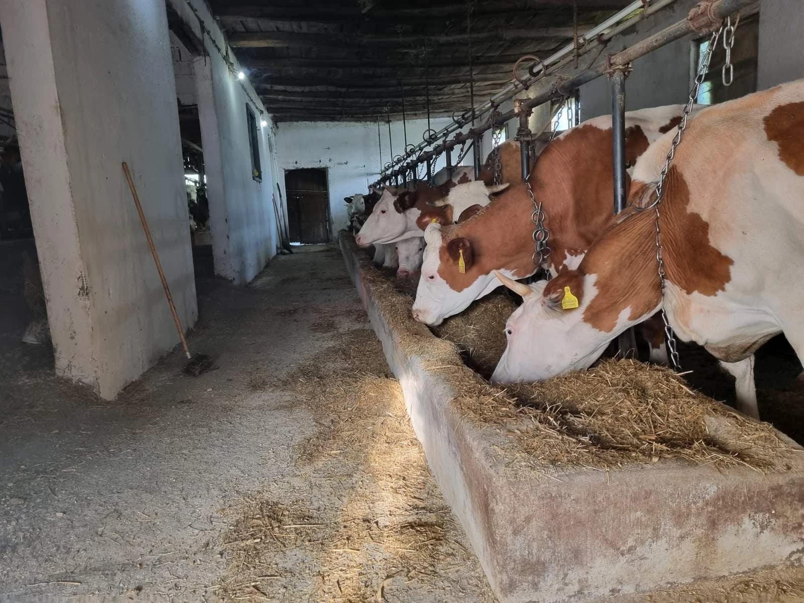 Farma u Živinicama