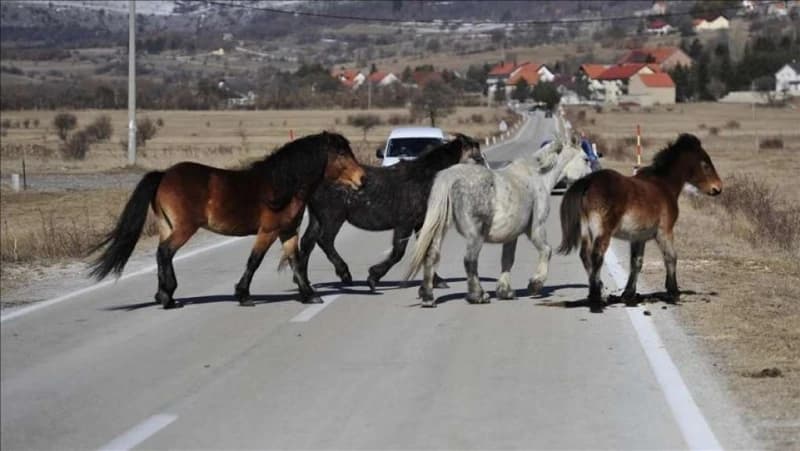 Upozorenje vozačima: Šta raditi kada naletite na divlje konje na cesti