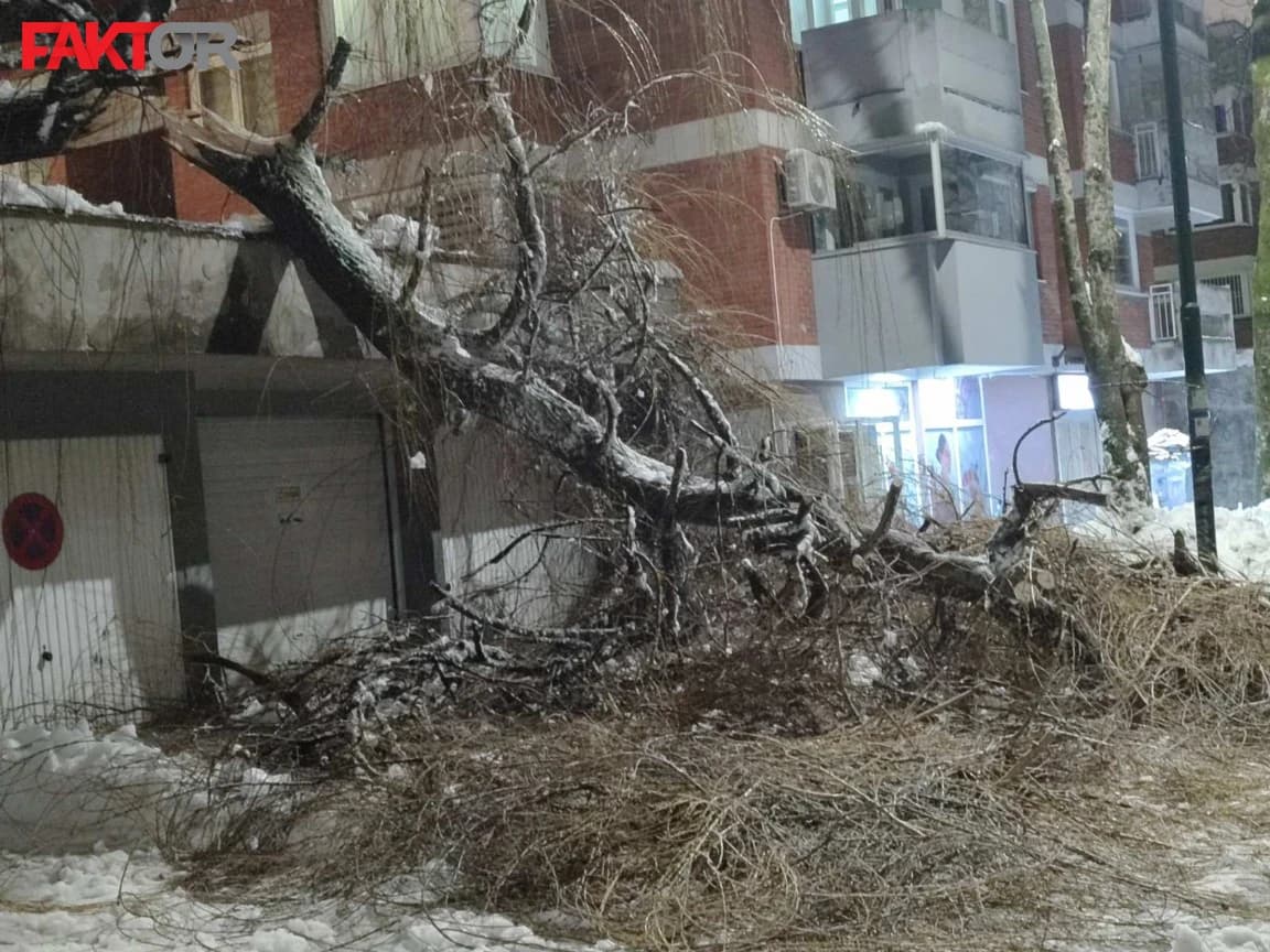 Srušilo se još jedno veliko stablo u Sarajevu