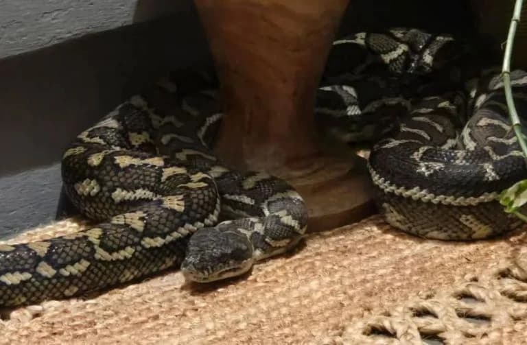 Probudila se usred noći i imala šta vidjeti: Ne miči se, na tebi je piton od 2,5 metra