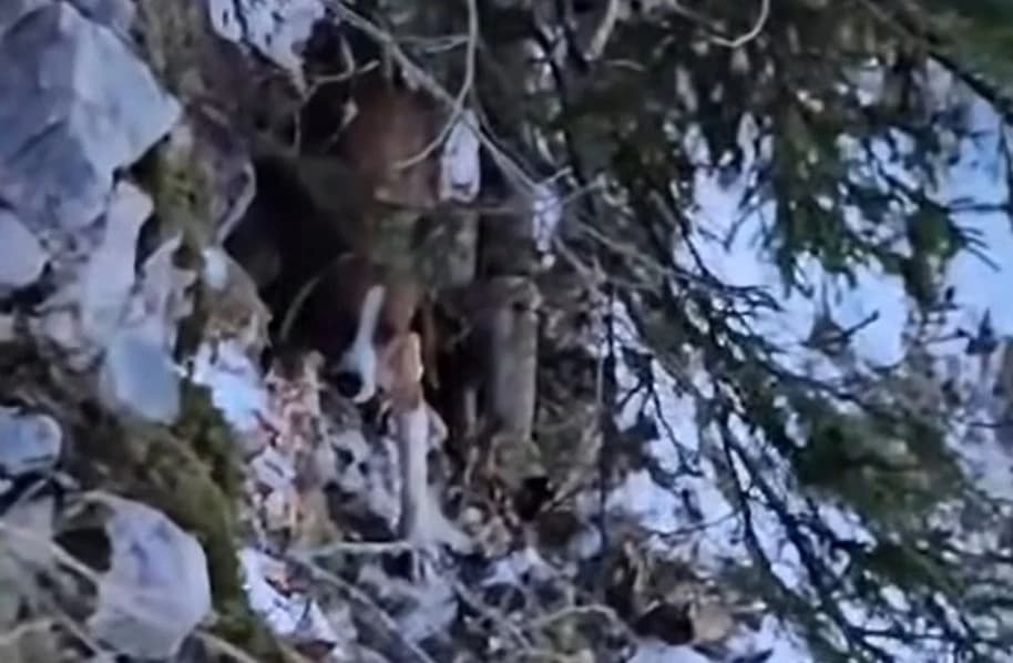 Pripadnici GSS-a Jablanica spasili psa koji je zapeo u nepristupačnim stijenama