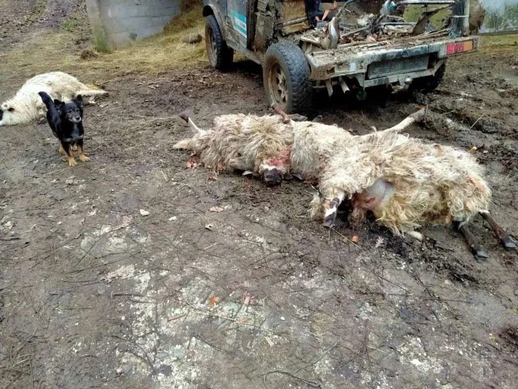 U Krančićima i Donjoj Vasti kod Prozora vukovi zaklali otprilike stotinu ovaca i koza
