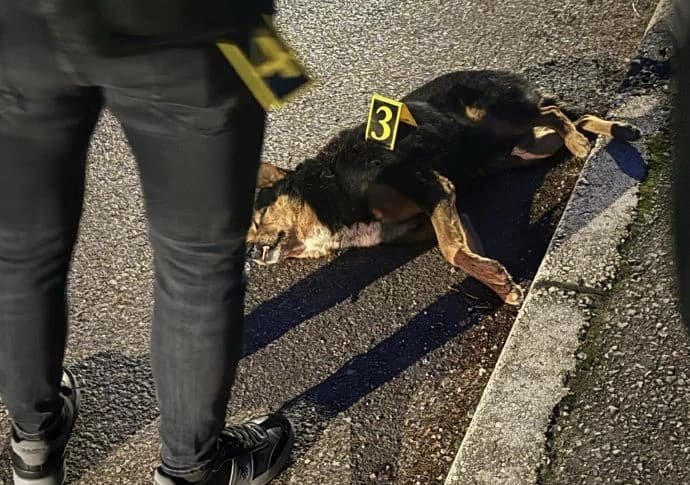 Uhapšen muškarac zbog ubistva psa u Rogatici, i ranije je prijavljen zbog ubijanja i mučenja životinja