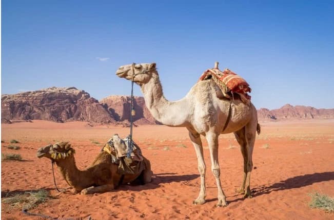 Saudijska Arabija uvela pasoše za kamile
