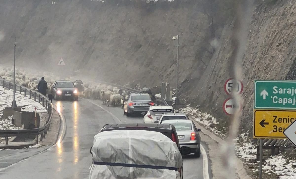 Kraći zastoj u saobraćaju na magistrali kod Zenice: "Ovce istjeruju na autoput"