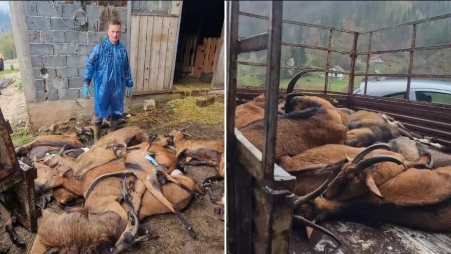 Zbog bruceloze usmrćeno kompletno stado od 50 koza u Fojnici, vlasnik završio u bolnici