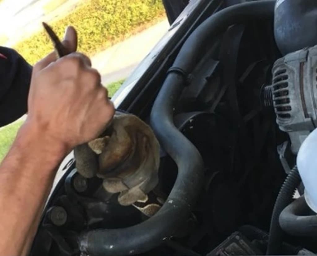 Nije smio izvaditi pitona, pa je pozvao policajce, a kada ni njima nije uspjelo, pozvali su stručnjaka za zmije