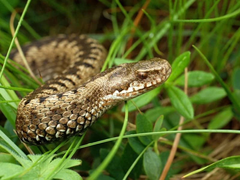 Sa toplijim vremenom sve je više zmija, ko je nadležan u FBiH za nabavku seruma, hoće li ispaštati građani