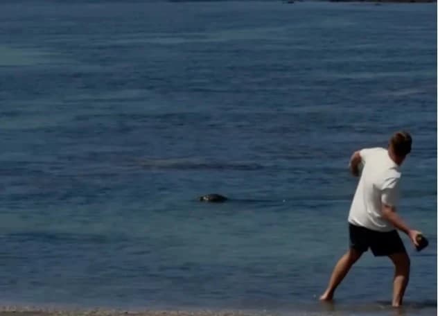 Turist na Havajima gađao tuljana kamenom, pa poručio: "Briga me za kaznu, bogat sam"