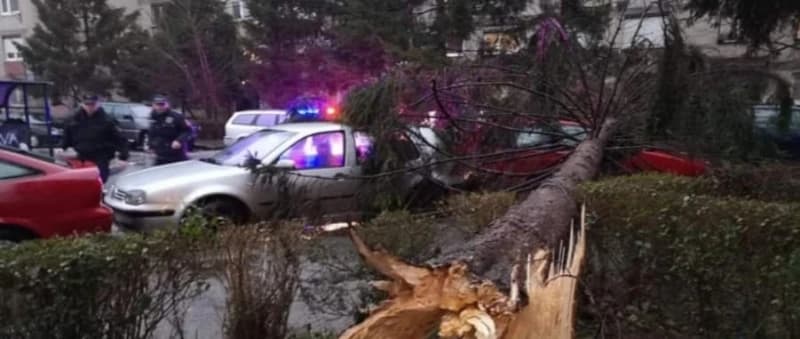 Srušeno stablo Gradačačka
