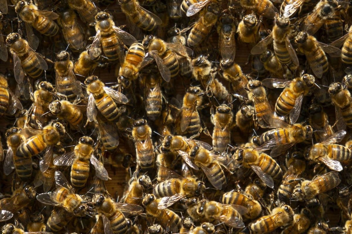 Groblje u New Yorku skrivalo 5.5 miliona pčela pod zemljom
