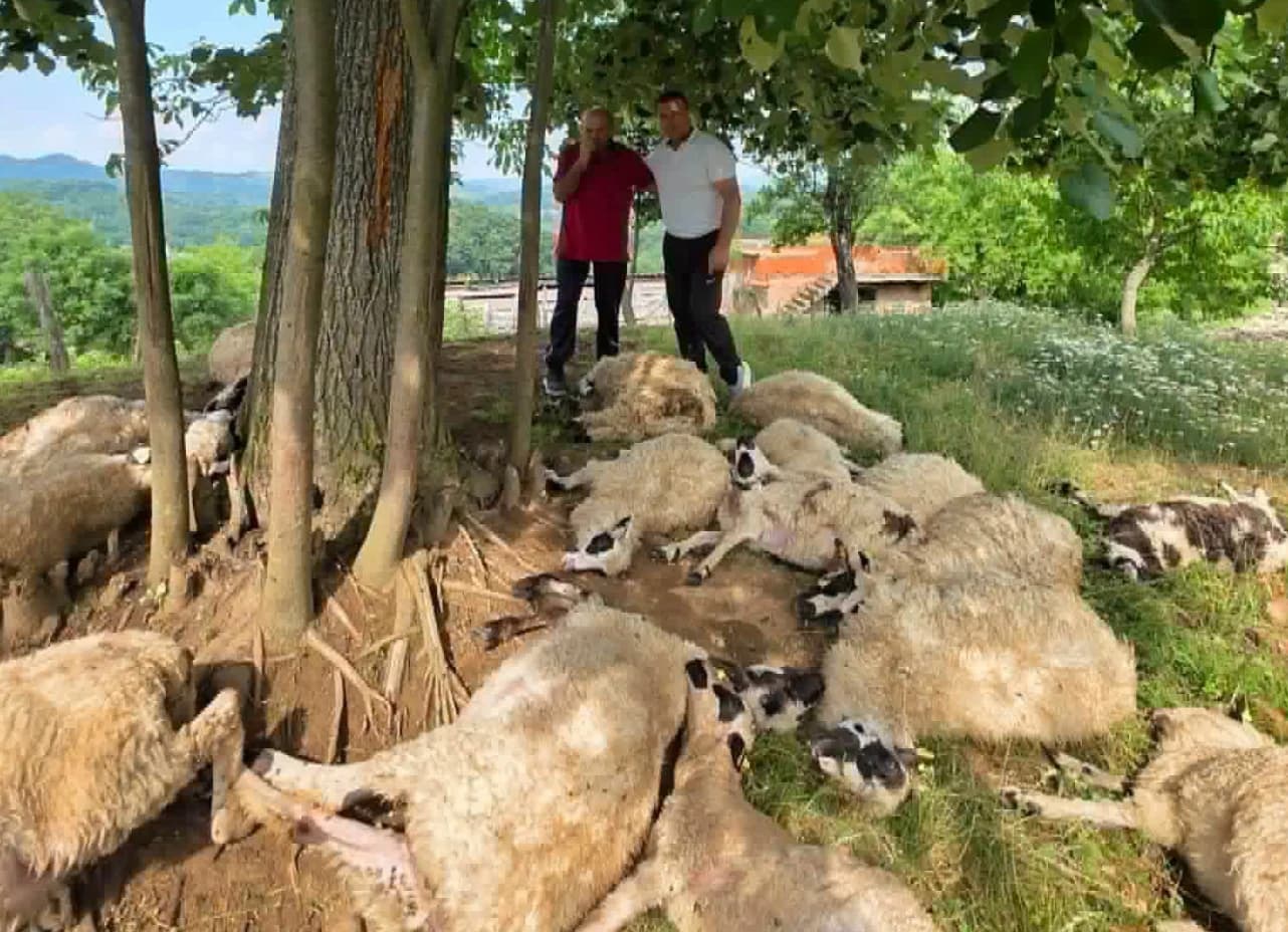 Udar groma usmrtio stado ovaca: Porodica u BiH ostala bez osnovnog izvora egzistencije