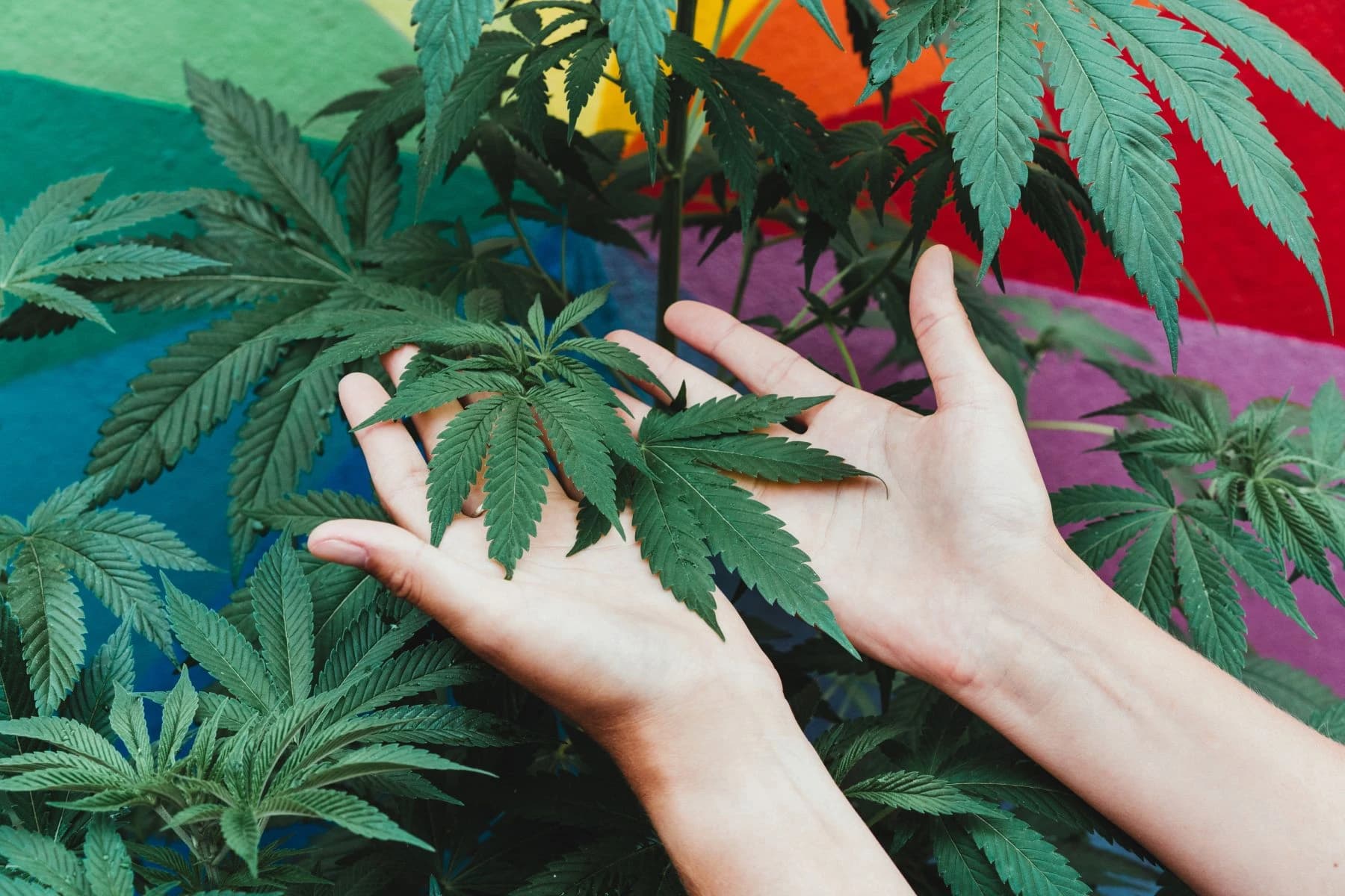 Zašto je posjedovanje kanabisa i dalje krivično djelo u FBiH uprkos koracima ka legalizaciji u medicinske svrhe