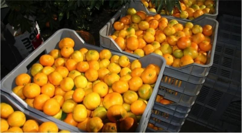 mandarine