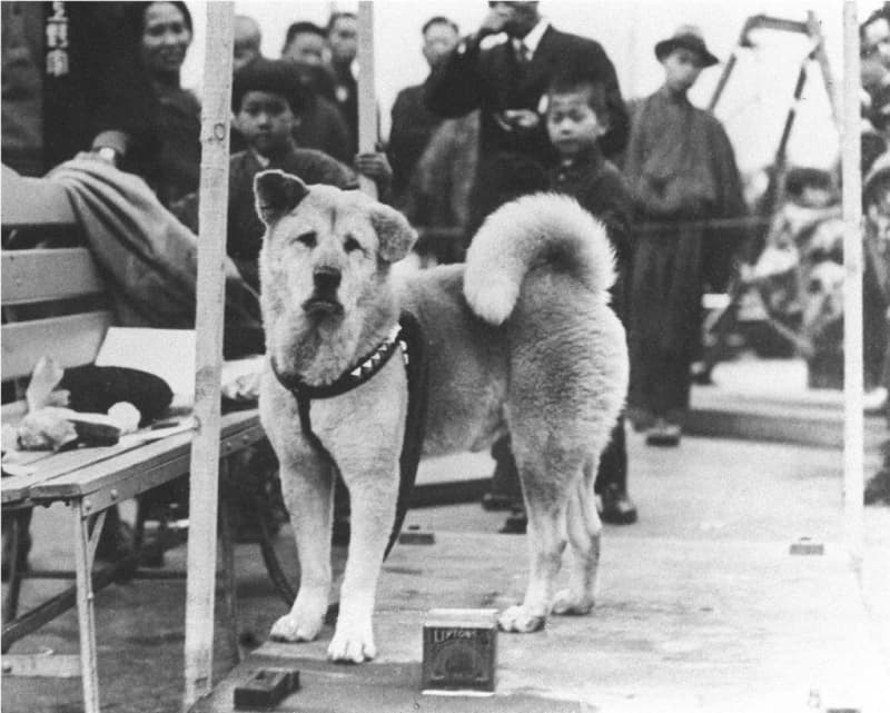 Hachiko 