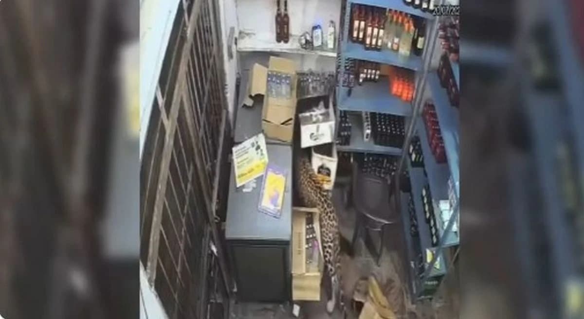 Leopard u Indiji upao u prodavnicu pića i napao radnike