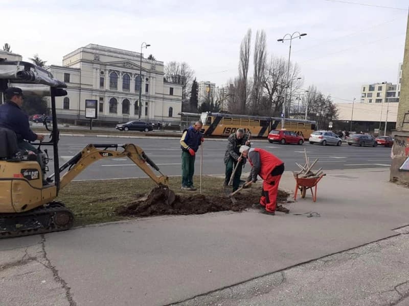 Sarajevo dobija novi drvored od 86 stabala