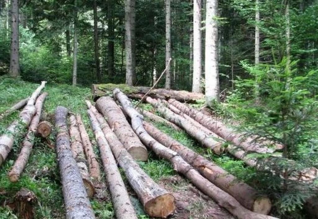 U sječi drva poginuo 58-godišnjak iz Drvara