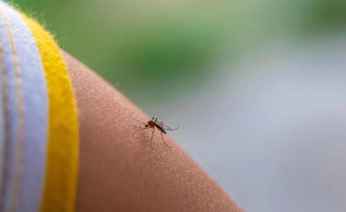 Zašto komarci neke ljude grizu više nego druge? Naučnici otkrili šta ih privlači