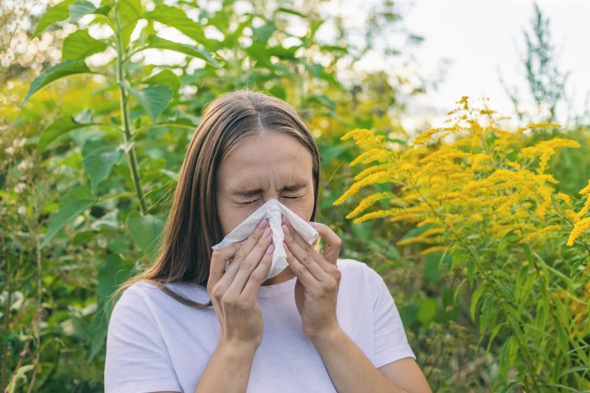 Ako ovih dana stalno kišete, možda nije prehlada: Dr. Turuntaš otkriva kako prepoznati alergiju na ambroziju