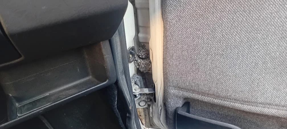 I to se događa: Ose napravile gnijezdo u vratima od automobila