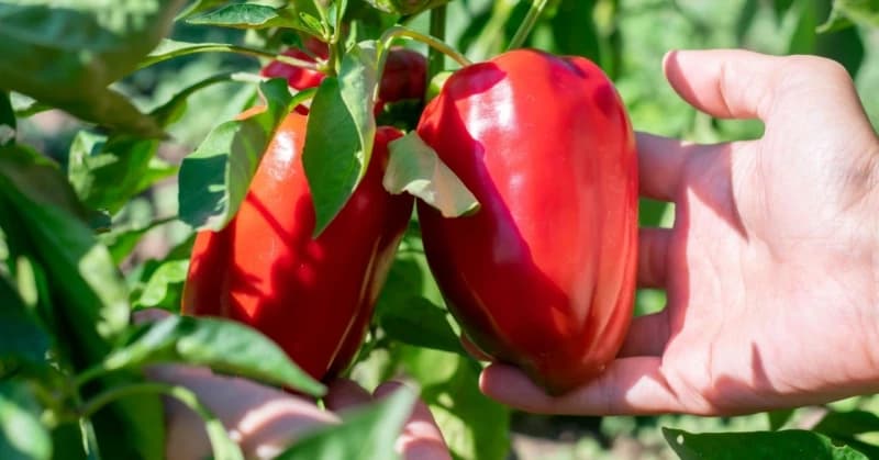 Ne bacajte peteljke od paprika