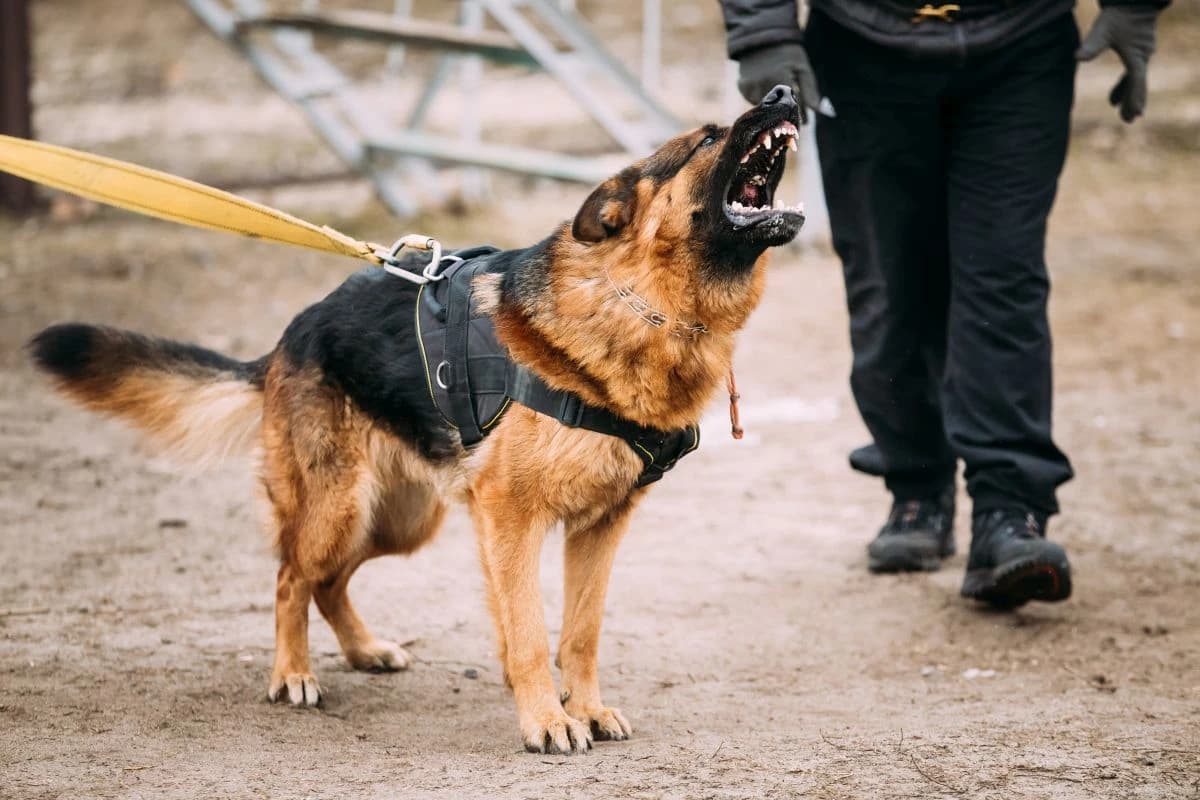 Zašto psi laju samo na određene ljude: Mogu li "nanjušiti lošu osobu"