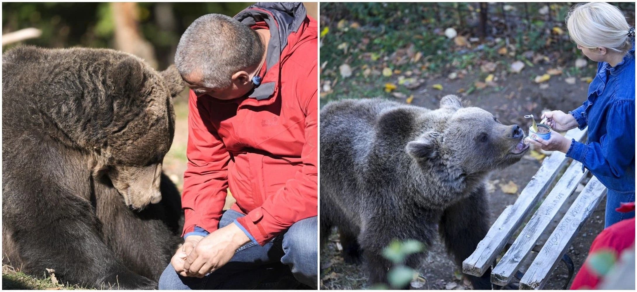 Medvjedice pronašle dom na Ozrenu: Maša i Ljubica vole bombone, pizzu i maženje