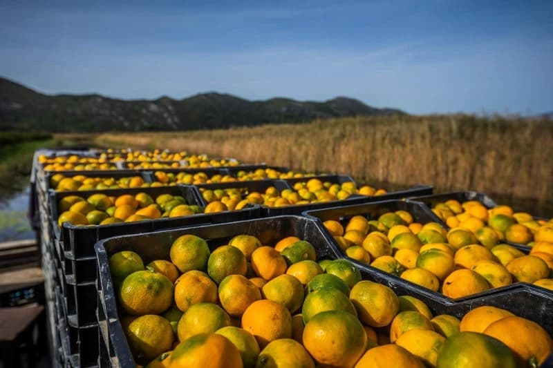 Postoji vrlo jednostavan način kako da prepoznate slatke mandarine od onih kiselih