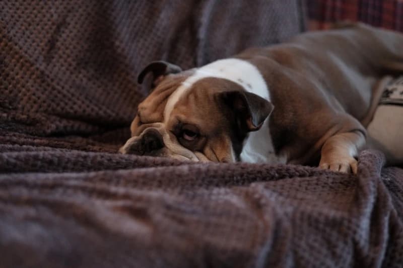 Buldog