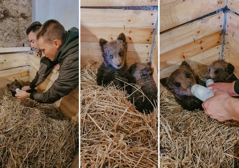 Medvjedići u Zoo vrtu Bingo