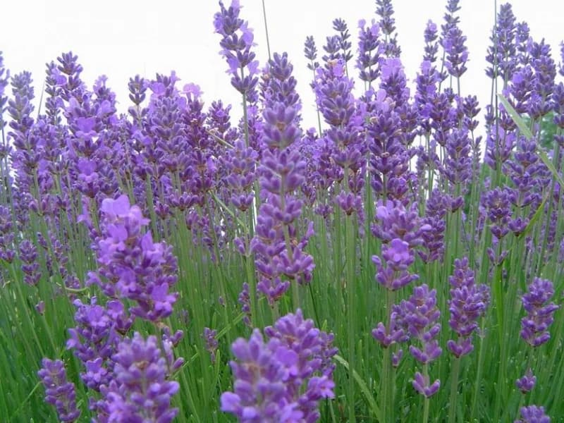 Lavanda 