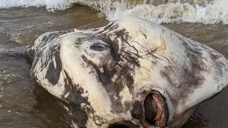 Headfish