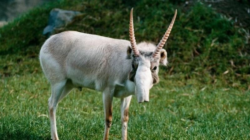 Saiga antilopa