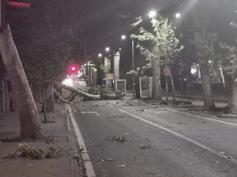 Oboreno stablo u Bihaću 