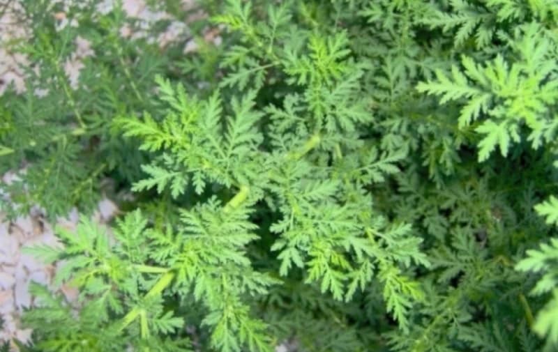 Bejturan 