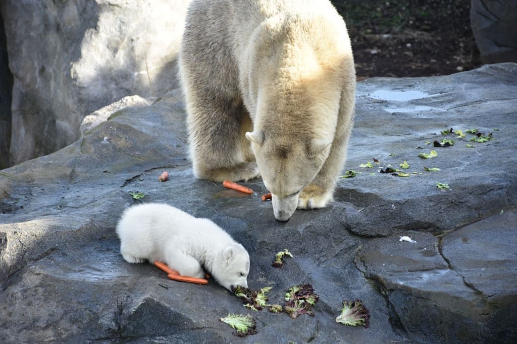 mali polarni medvjed (1).jpg