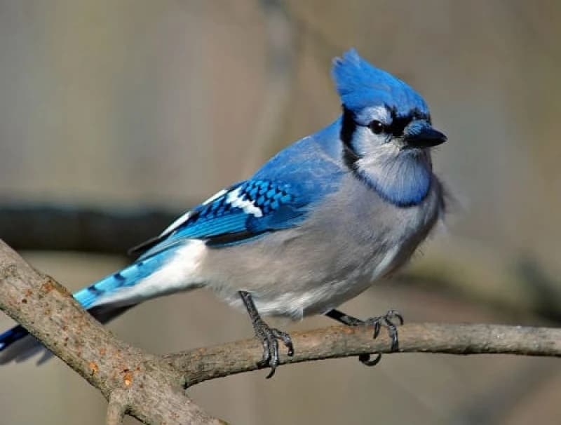 Plava ptica 