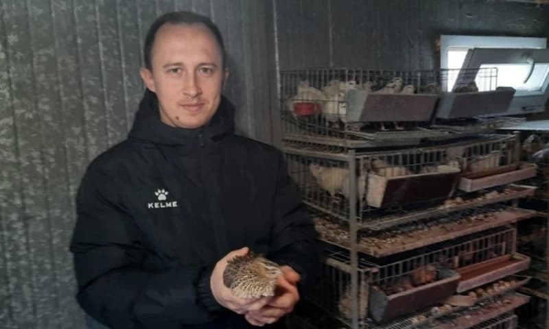 Porodica Ibrahimović od hobija razvila ozbiljan posao uzgoja japanskih prepelica