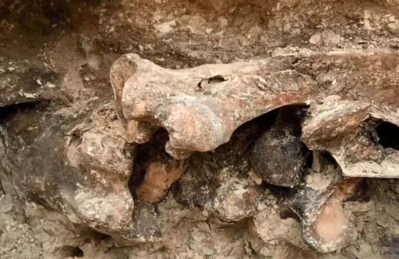 Pronađene kosti iz ledenog doba
