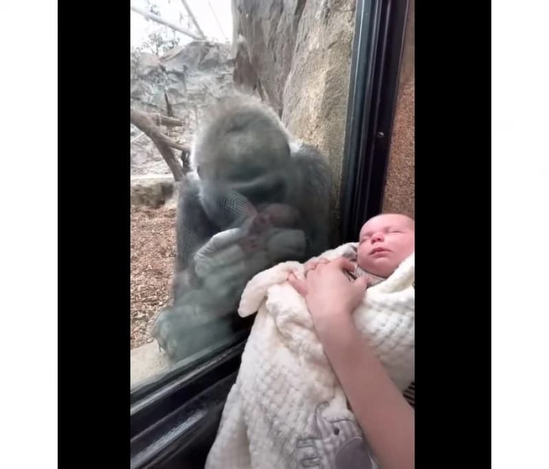 Gorila u zoološkom vrtu